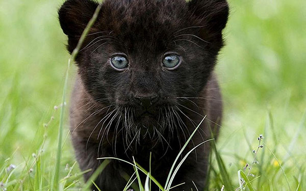 Featured image of post Black Panther Animal : Such a mutation is very common among the predatory cat family.